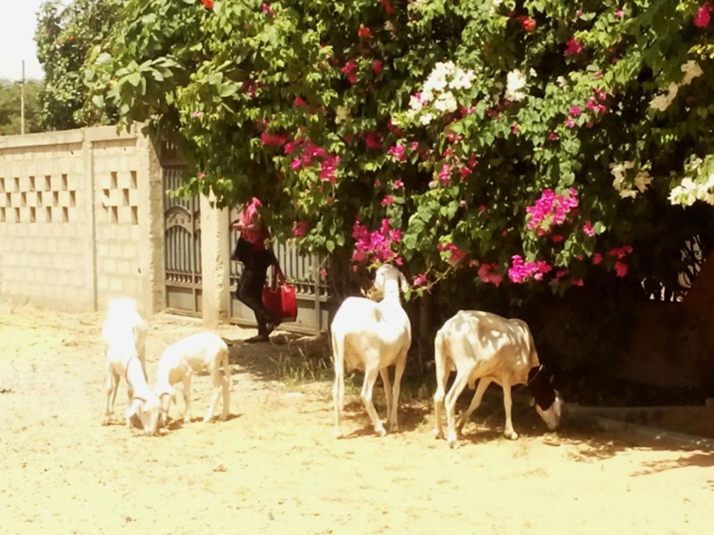 مبور Guesthouse Dalal Ak Jamm المظهر الخارجي الصورة